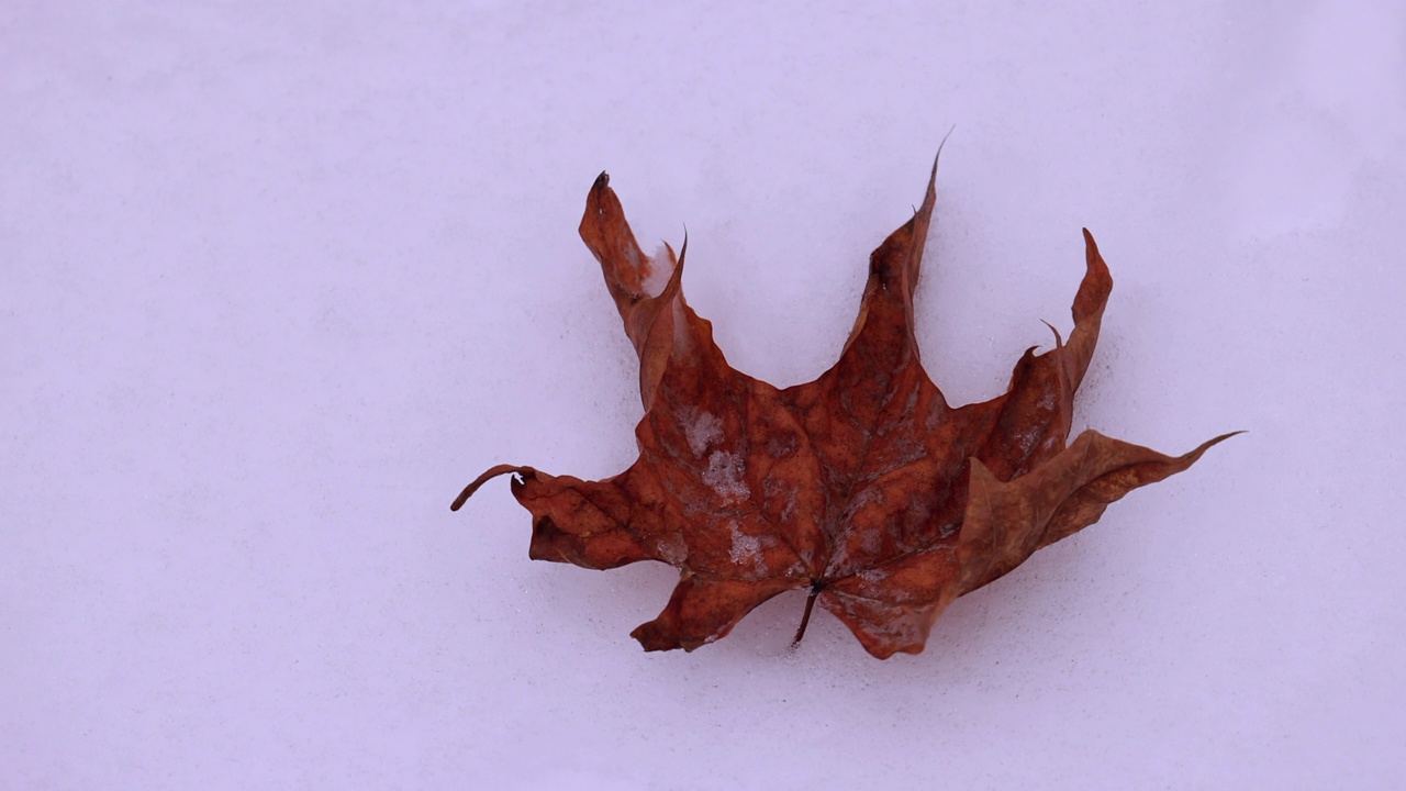 枯干的枫叶躺在飘落的雪花上视频素材