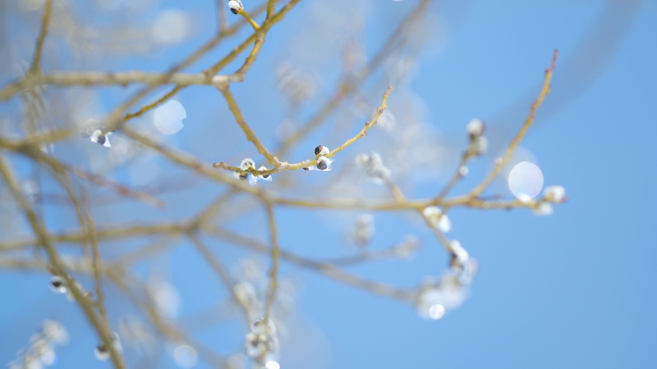 毛绒绒的柳树花蕾被冰雪覆盖，绽放。背景是蓝天。散景。视频素材