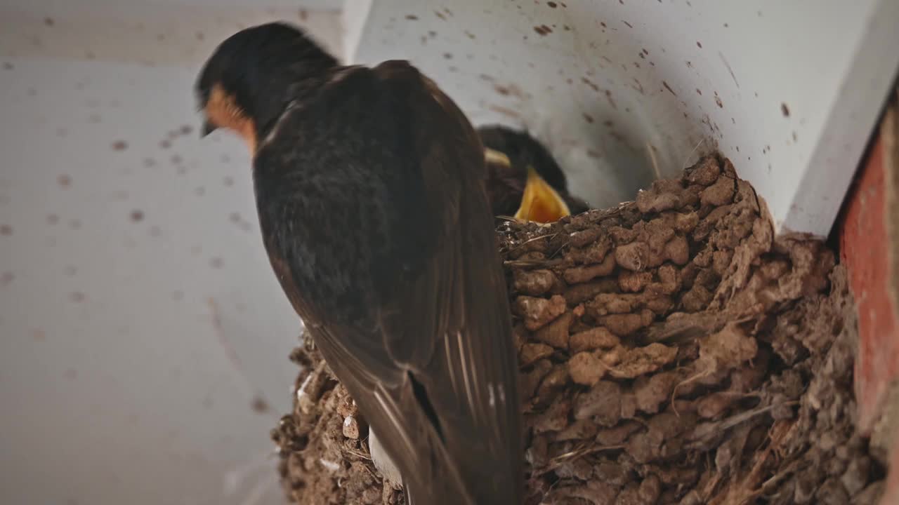 迎新燕子(Hirundo neoxena)视频素材