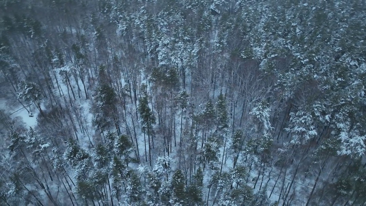 飞越冬季山脉与道路蛇形和松林。自顶向下视图。风景摄影视频素材