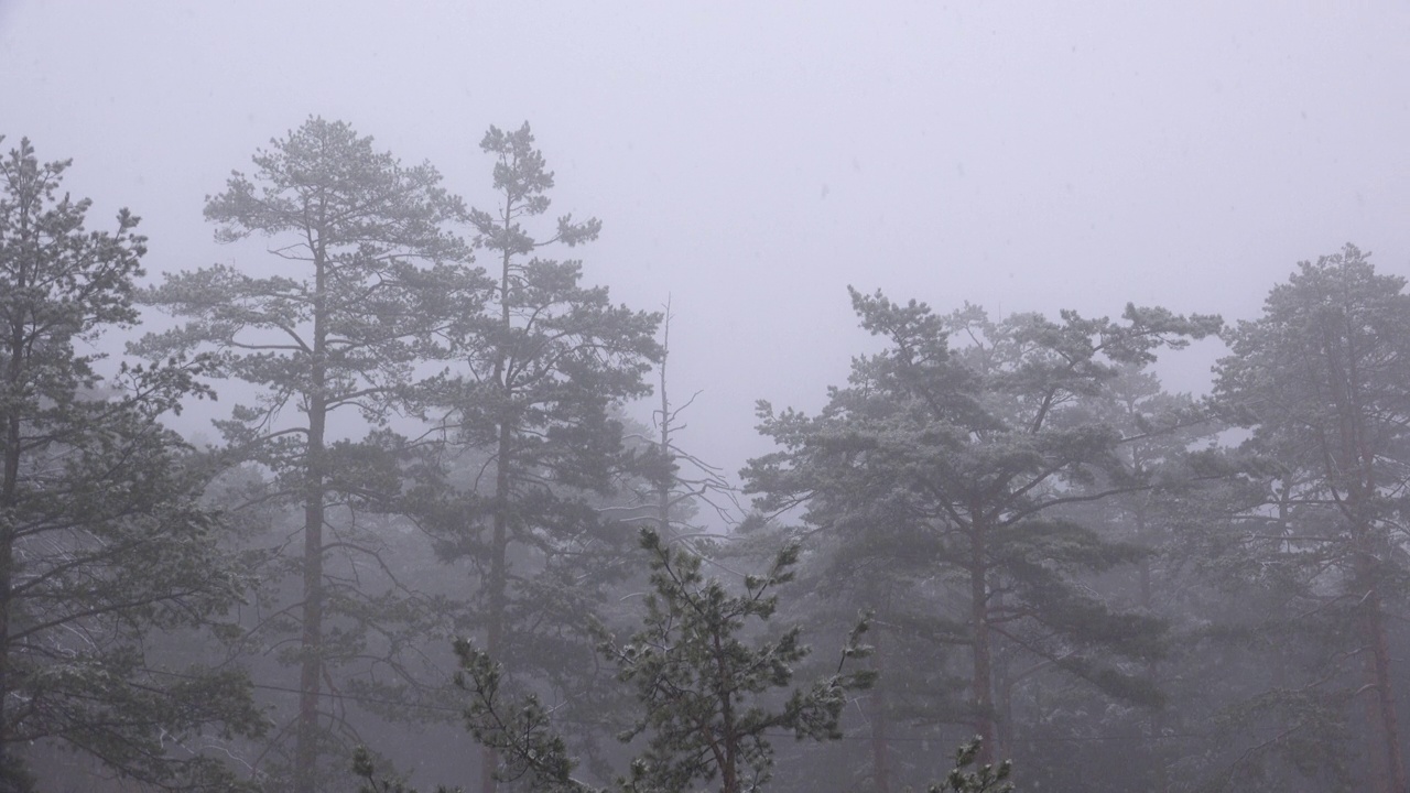 在松林公园的冬天早晨下雪视频素材