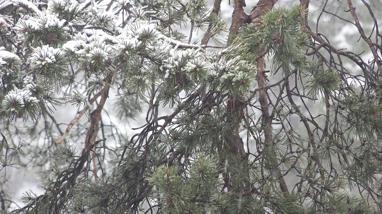 在松林公园的冬天早晨下雪视频素材