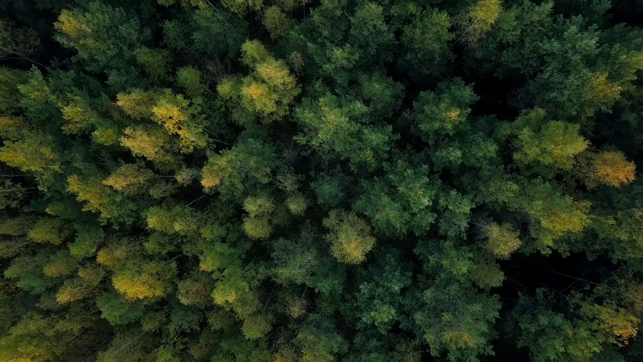 初秋森林鸟瞰图，针叶林翠绿，秋色乡间林地，自然界纹理缤纷视频素材