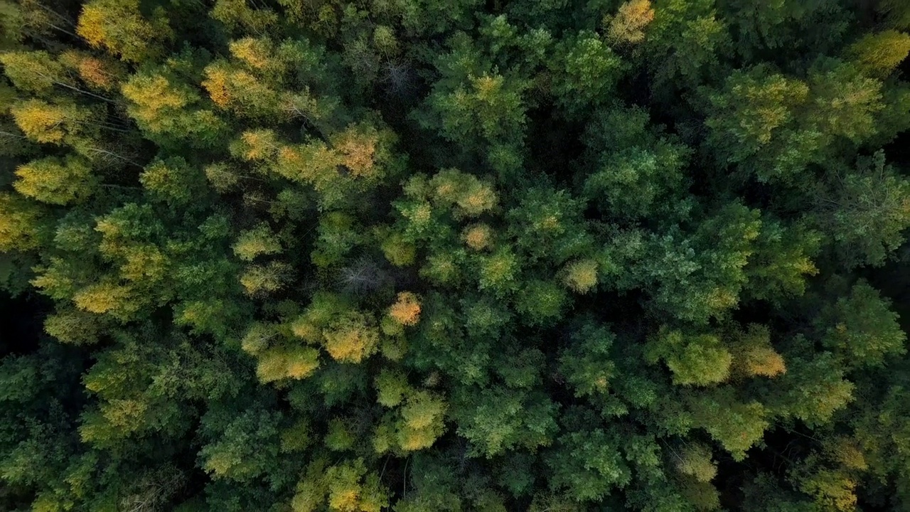 初秋森林鸟瞰图，针叶林翠绿，秋色乡间林地，自然界纹理缤纷视频素材