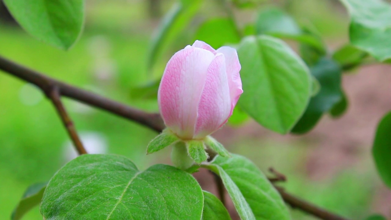 果园里有花的榅桲树视频素材