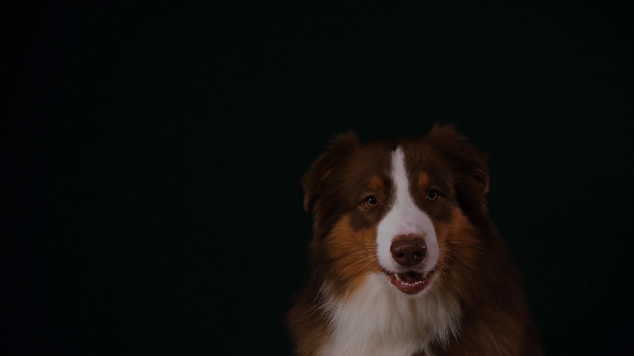 澳大利亚红三色牧羊犬张开嘴抓食物。前视图。肖像澳大利亚棕色在工作室的黑色背景。漂亮灵巧的狗抓住飞进嘴里的食物吃了起来。视频素材