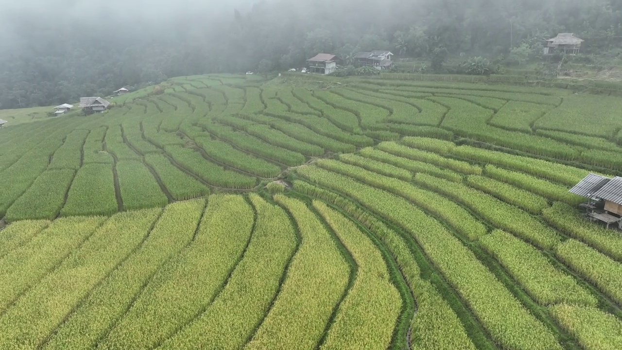 在清迈班帕邦比昂的水稻梯田鸟瞰图。泰国美丽的风景。视频素材