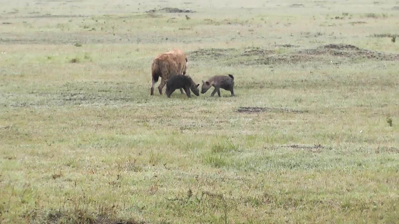 母亲发现一只鬣狗和她的两只幼崽在嗅地视频素材