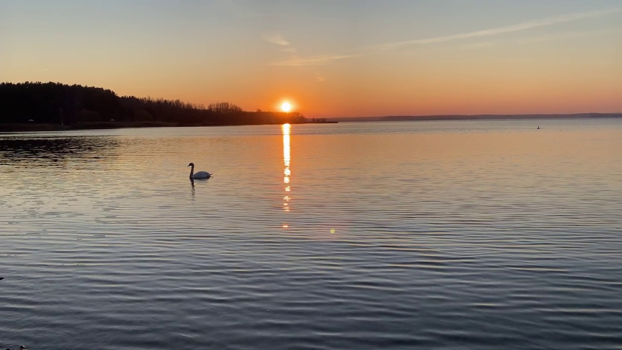 一只白天鹅在湖中游泳，湖水反射着夕阳的余晖。视频下载