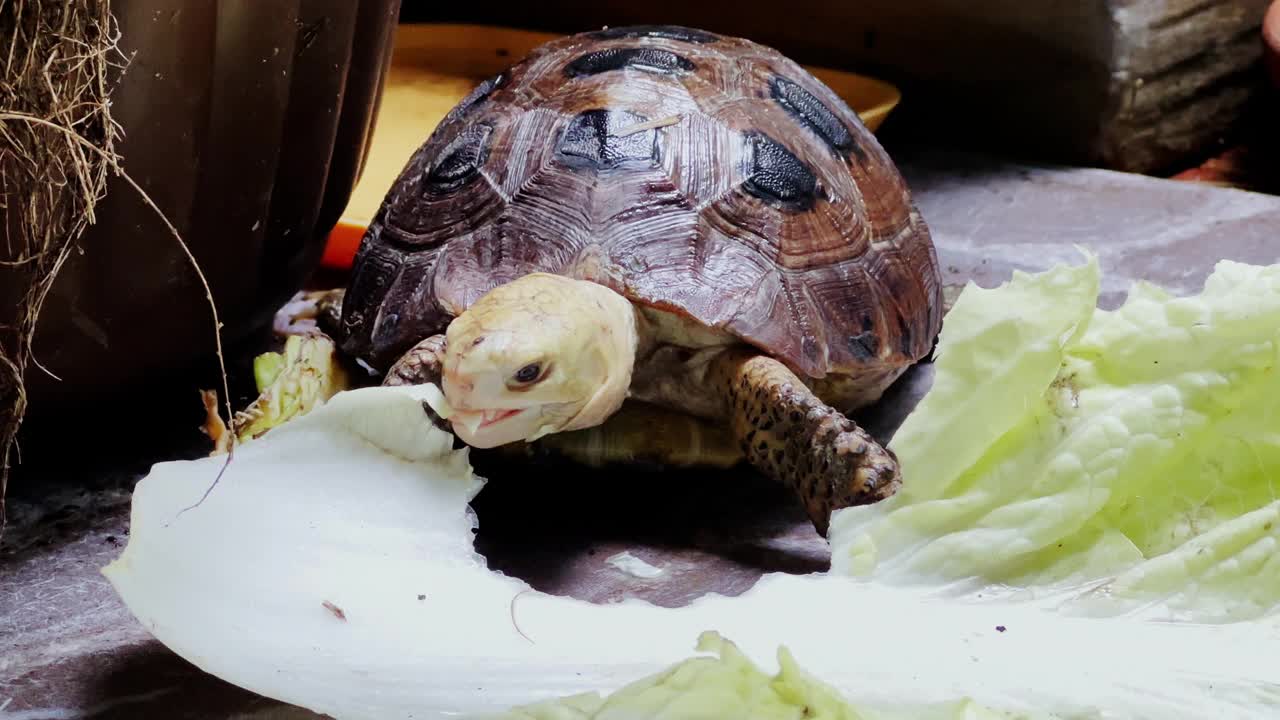 细长的乌龟正在吃蔬菜。视频素材