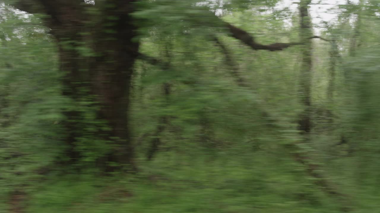 在被树木和灌木丛包围的农村地区，在双车道道路上行驶的右侧视频下载