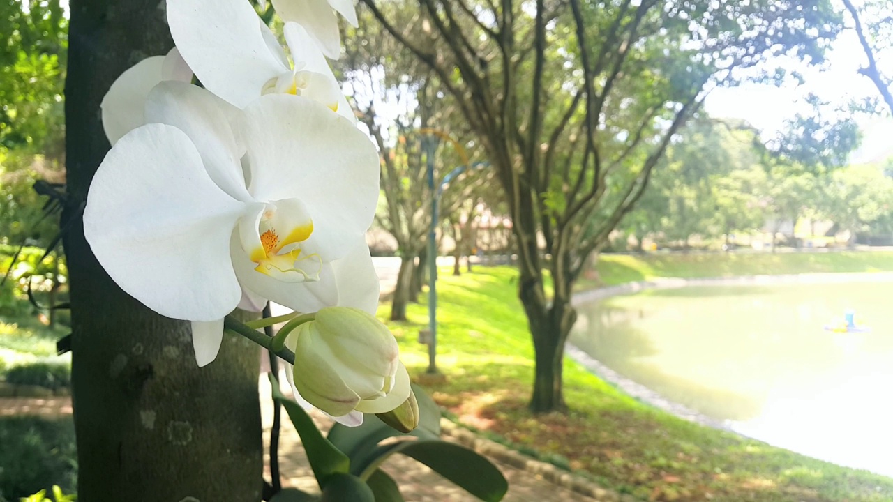 白色的兰花在风中吹着，背景是阴凉的树木和湖泊视频素材