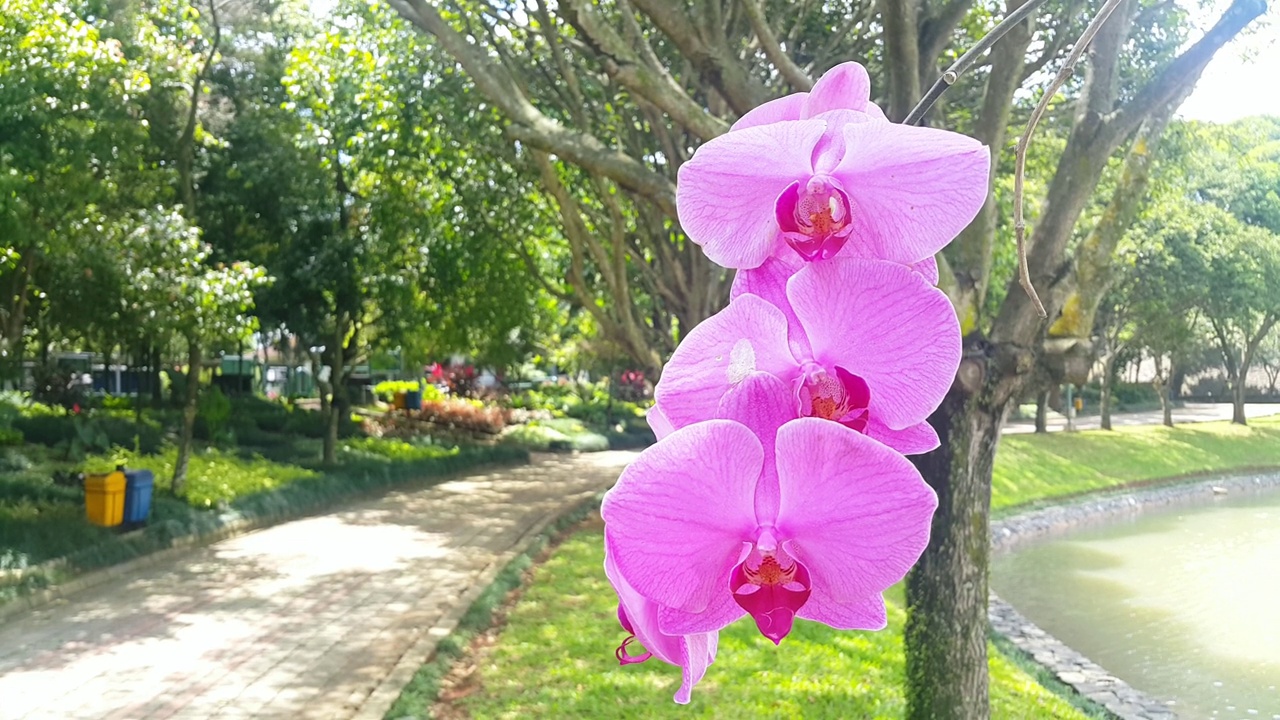 紫色的兰花在风中吹着，背景是阴凉的树木和湖泊视频素材