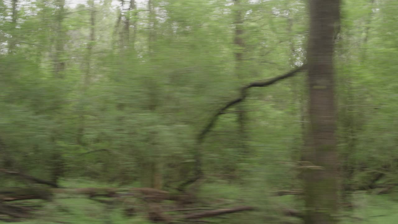 在被树木和灌木丛包围的农村地区，在双车道道路上行驶的右侧视频下载