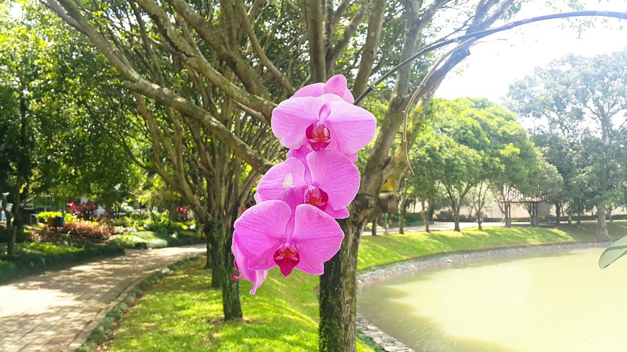 紫色的兰花在风中吹着，背景是阴凉的树木和湖泊视频素材