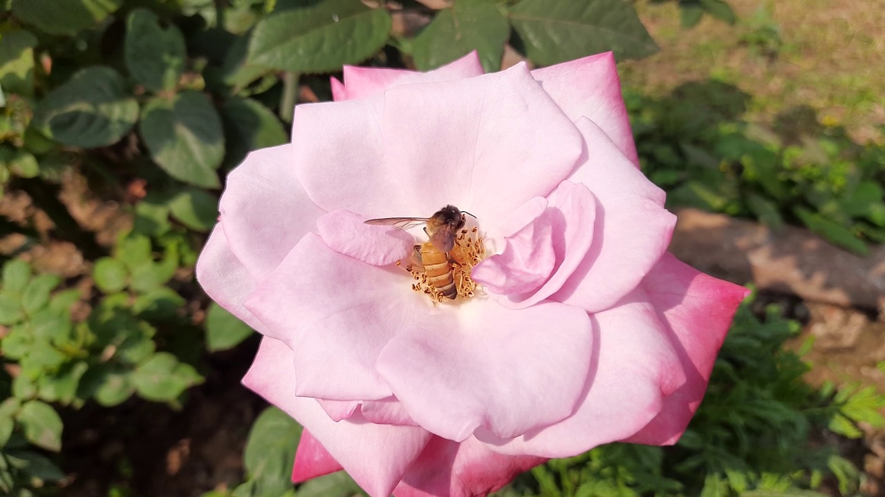 蜜蜂如何从玫瑰花丛中采集蜂蜜。视频素材