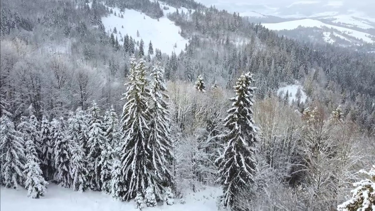 从无人机上俯瞰高山上被雪覆盖的圣诞树。视频素材