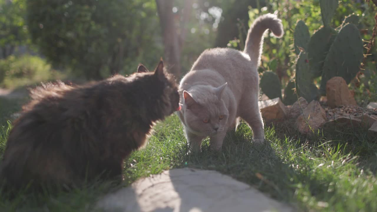 可爱的猫坐在家里花园的草坪上。毛茸茸的猫在户外阳光下，慢动作视频素材