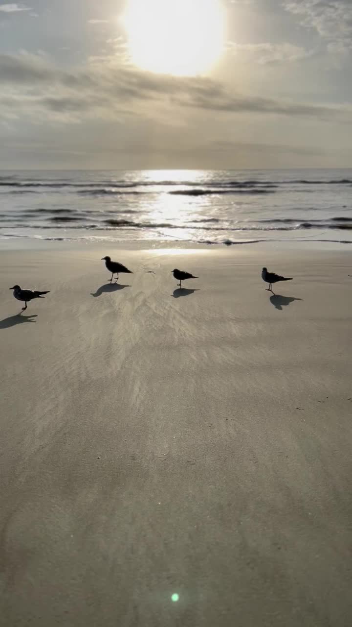 风海滩上的海鸥视频下载