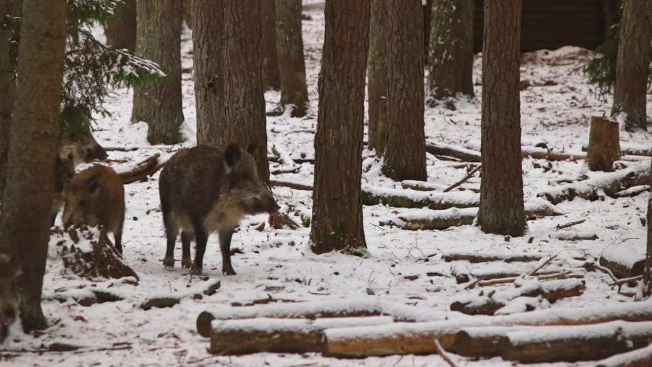 野猪在森林里吃东西视频素材