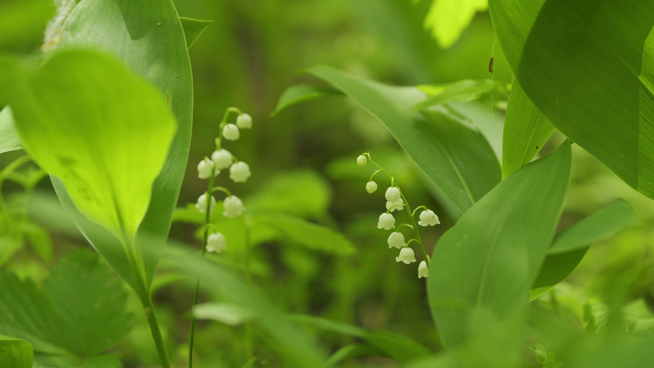 林中的铃兰随风摇曳。铃兰属马贾利。百合花盛开。缓慢的运动。视频素材