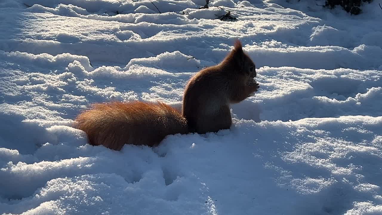 长着蓬松尾巴的松鼠在雪地里吃坚果。视频素材