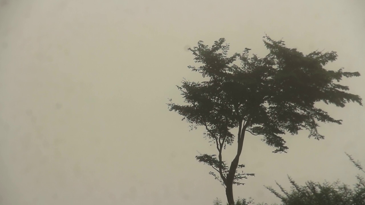 树在暴风雨中被吹倒视频素材