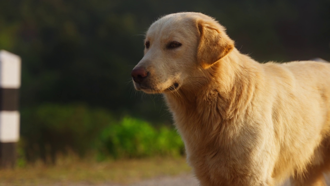 一只可爱的金毛猎犬在公园里快乐地走向镜头的慢镜头视频素材