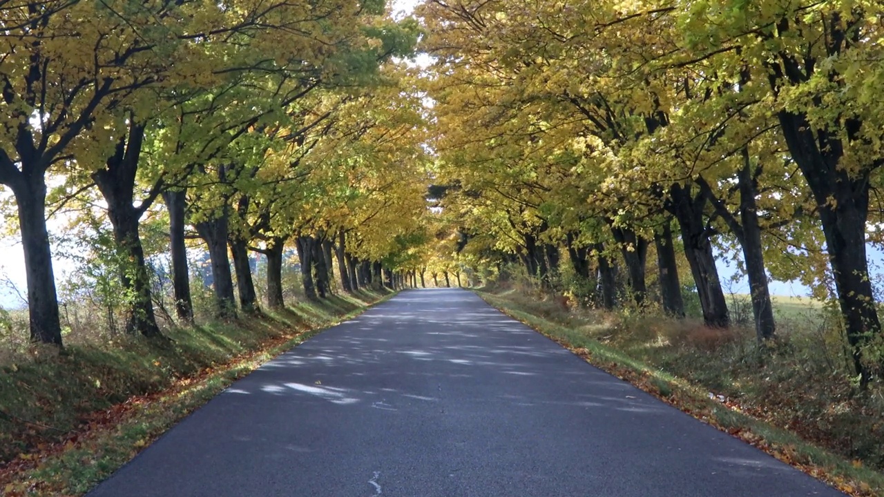 秋天的道路两旁种满了彩色的树木。视频素材