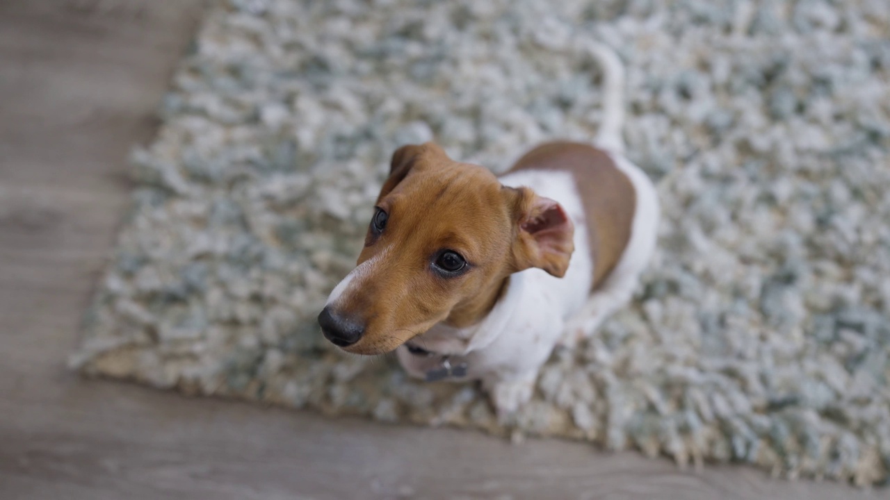 迷你腊肠犬小狗坐在地板上看着相机视频素材