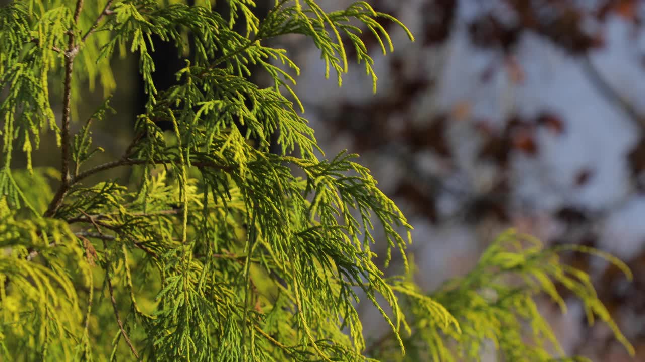 雪松树枝晴视频素材