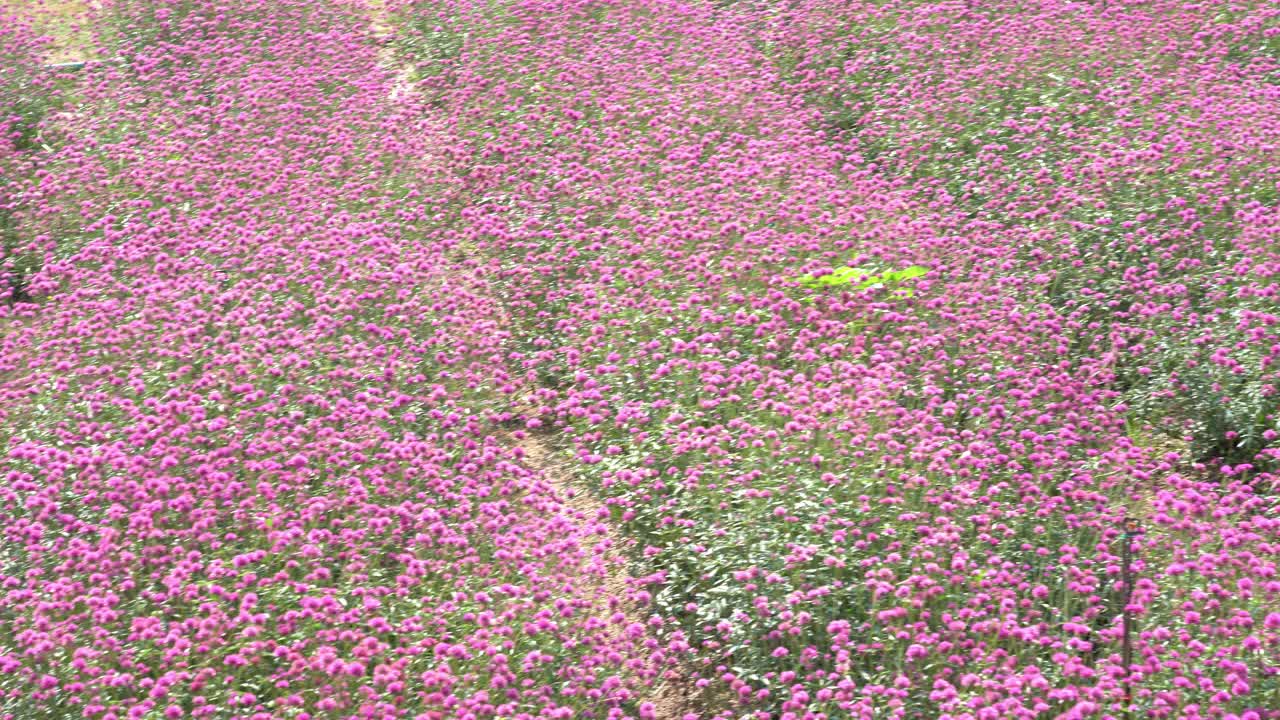 粉红色的草地花花园在夏天的风视频素材