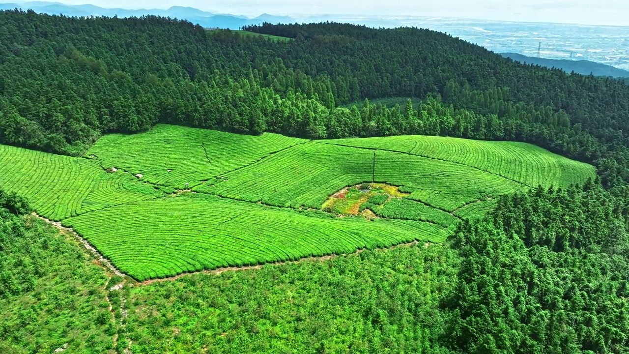 山林茶园鸟瞰图视频素材