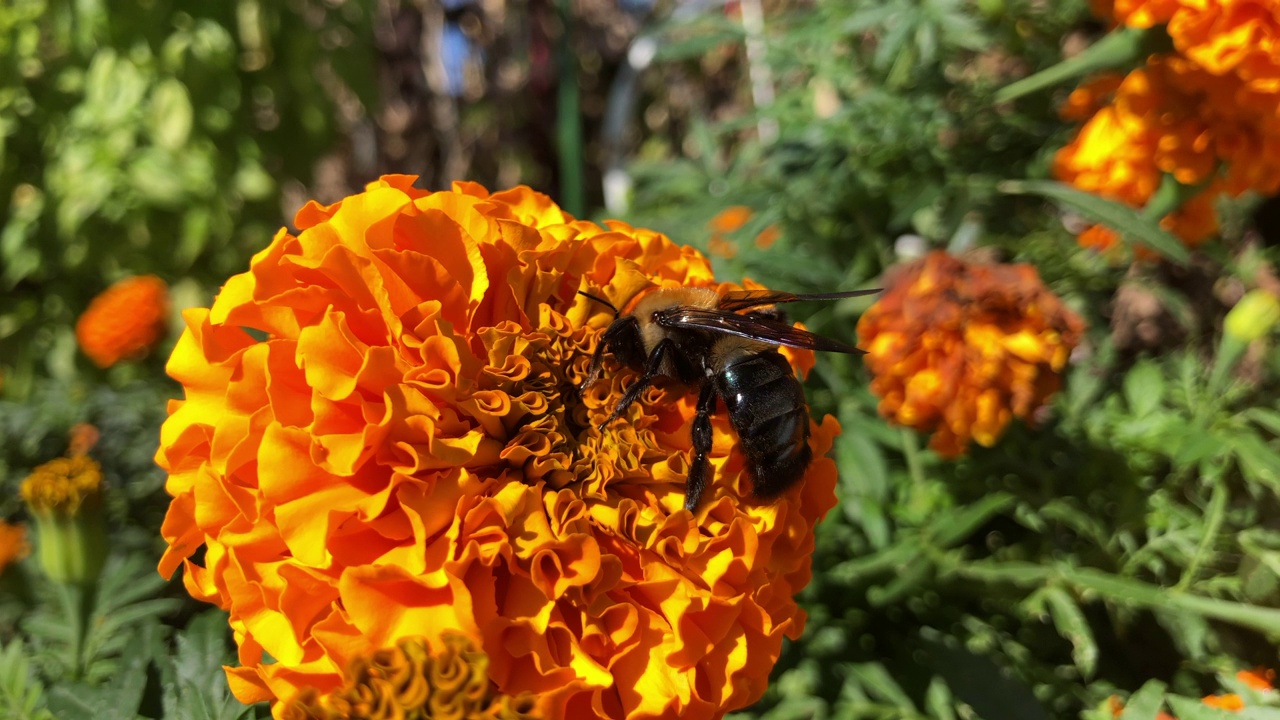 大黄蜂授粉明亮的橙色万寿菊花视频素材