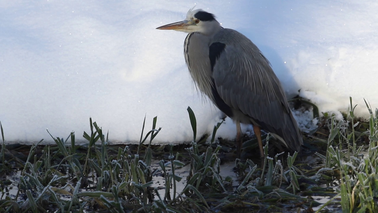 一只苍鹭，Ardea cinerea，正在结冰的河边的芦苇中寻找食物，河岸被雪覆盖。视频素材