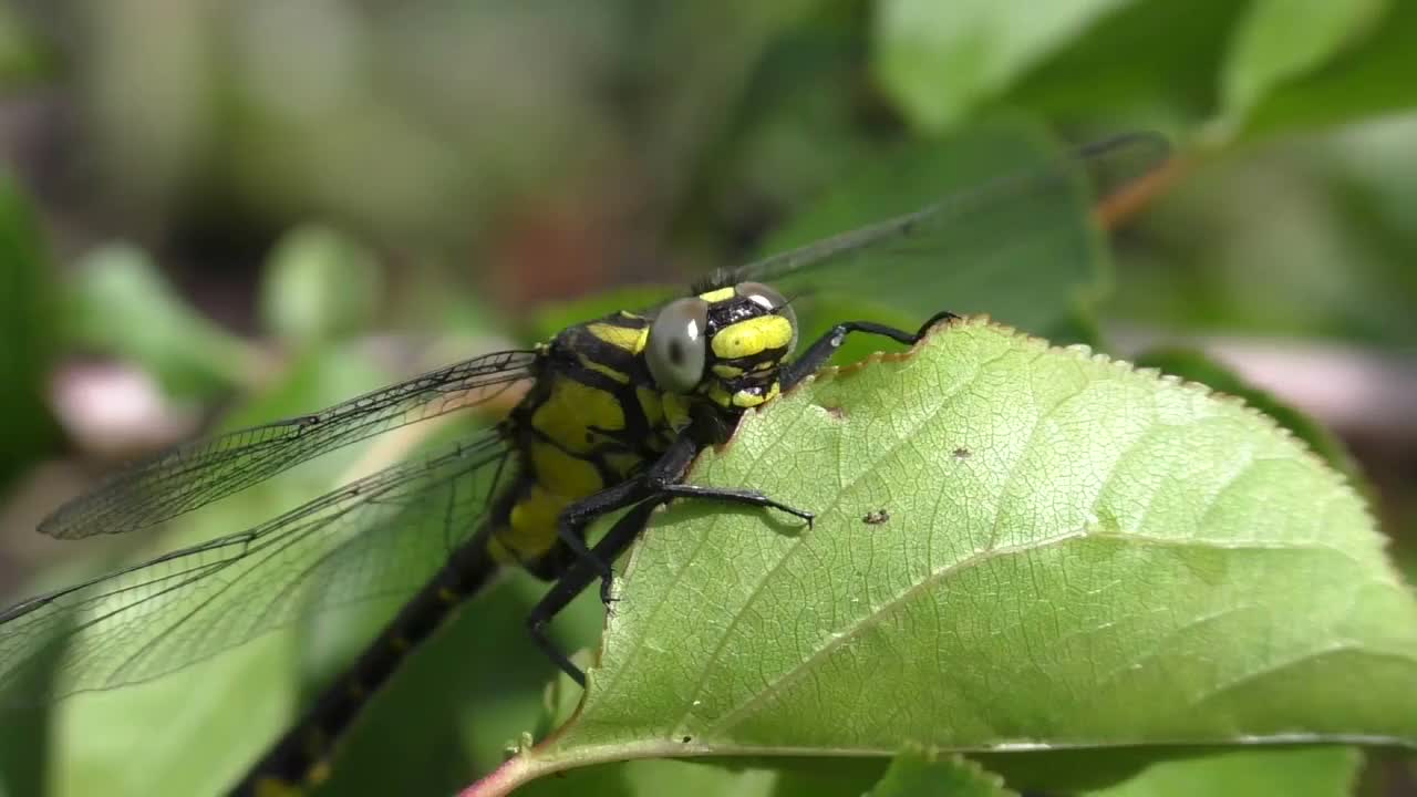 蜻蜓视频下载