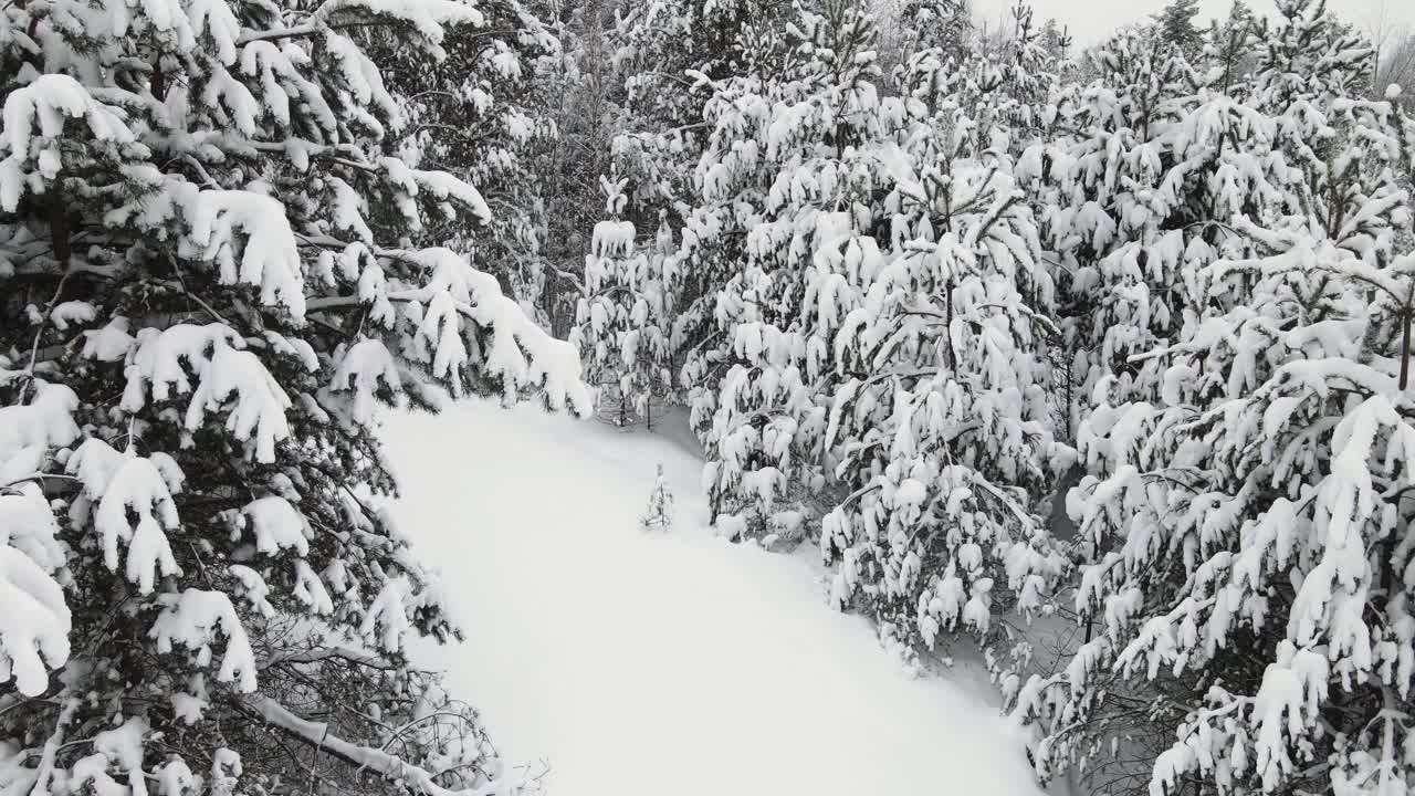 白雪覆盖的冷杉在茂密美丽的森林在北方，鸟瞰图。视频下载