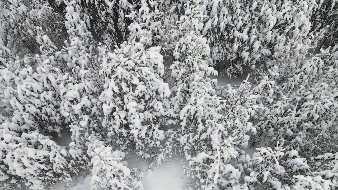 美丽的冷杉树在一个雪林在北方，鸟瞰图。视频下载