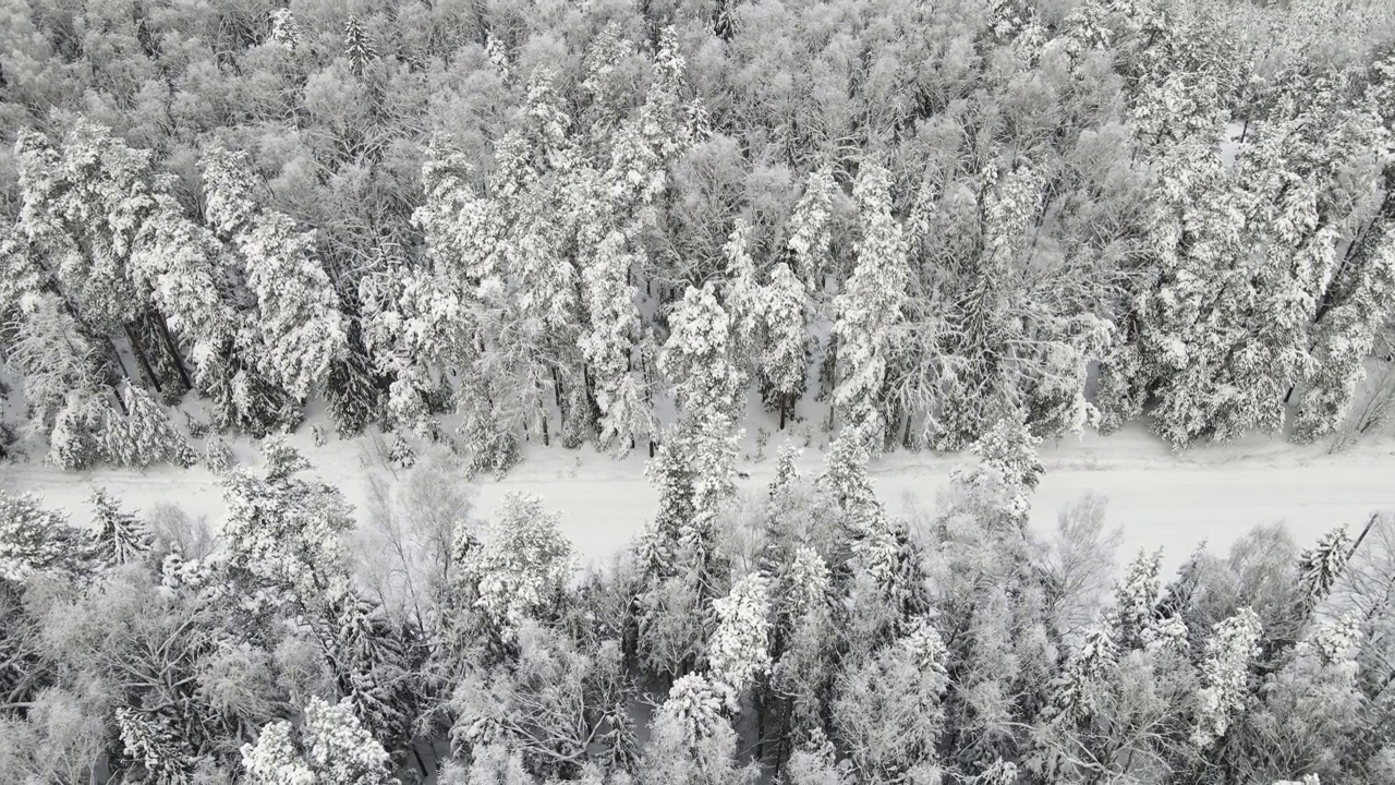 美丽的云杉茂密的白雪覆盖的森林在北方，鸟瞰。视频素材