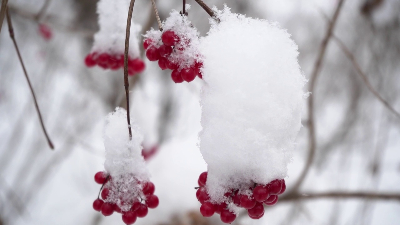 美丽的自然视频，一束束红色的荚蒾浆果在雪地里，特写，慢动作。时令浆果，维他命。公园里的霜冻是鸟类和动物的冬季食物视频素材