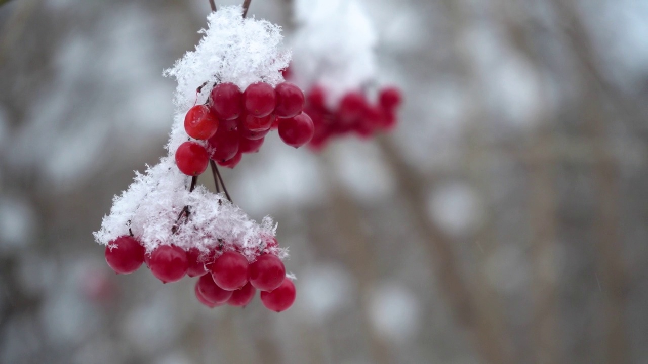 美丽的自然视频，一束束红色的荚蒾浆果在雪地里，特写，慢动作。时令浆果，维他命。公园里的霜冻是鸟类和动物的冬季食物视频素材