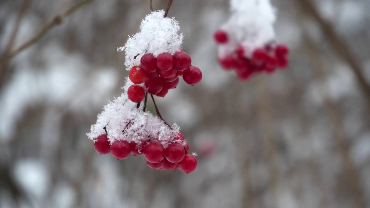 美丽的自然视频，一束束红色的荚蒾浆果在雪地里，特写，慢动作。时令浆果，维他命。公园里的霜冻是鸟类和动物的冬季食物视频素材