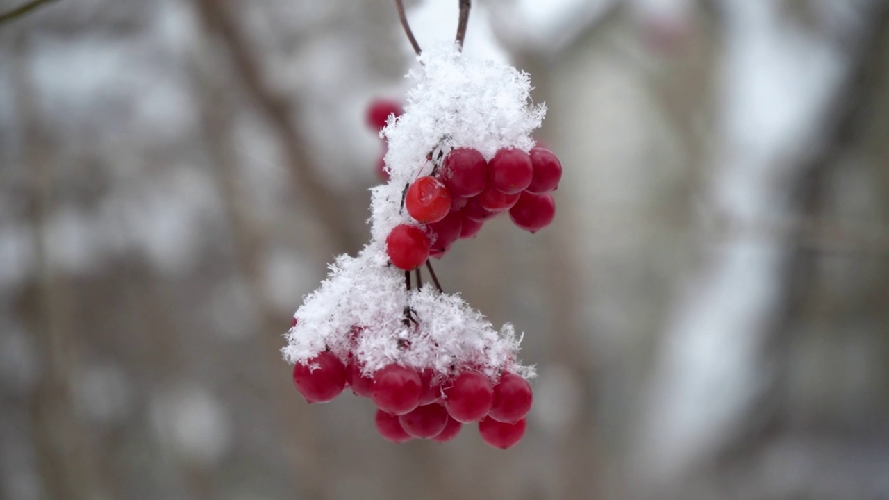 美丽的自然视频，一束束红色的荚蒾浆果在雪地里，特写，慢动作。时令浆果，维他命。公园里的霜冻是鸟类和动物的冬季食物视频素材