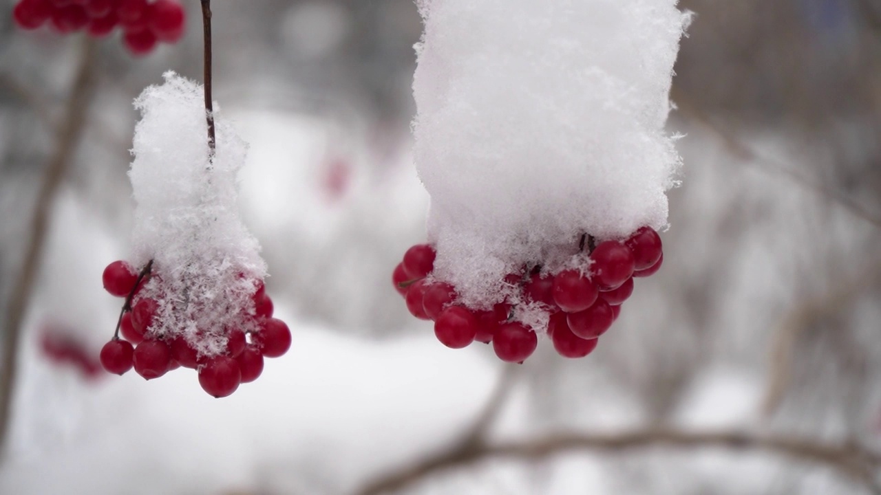 美丽的自然视频，一束束红色的荚蒾浆果在雪地里，特写，慢动作。时令浆果，维他命。公园里的霜冻是鸟类和动物的冬季食物视频素材