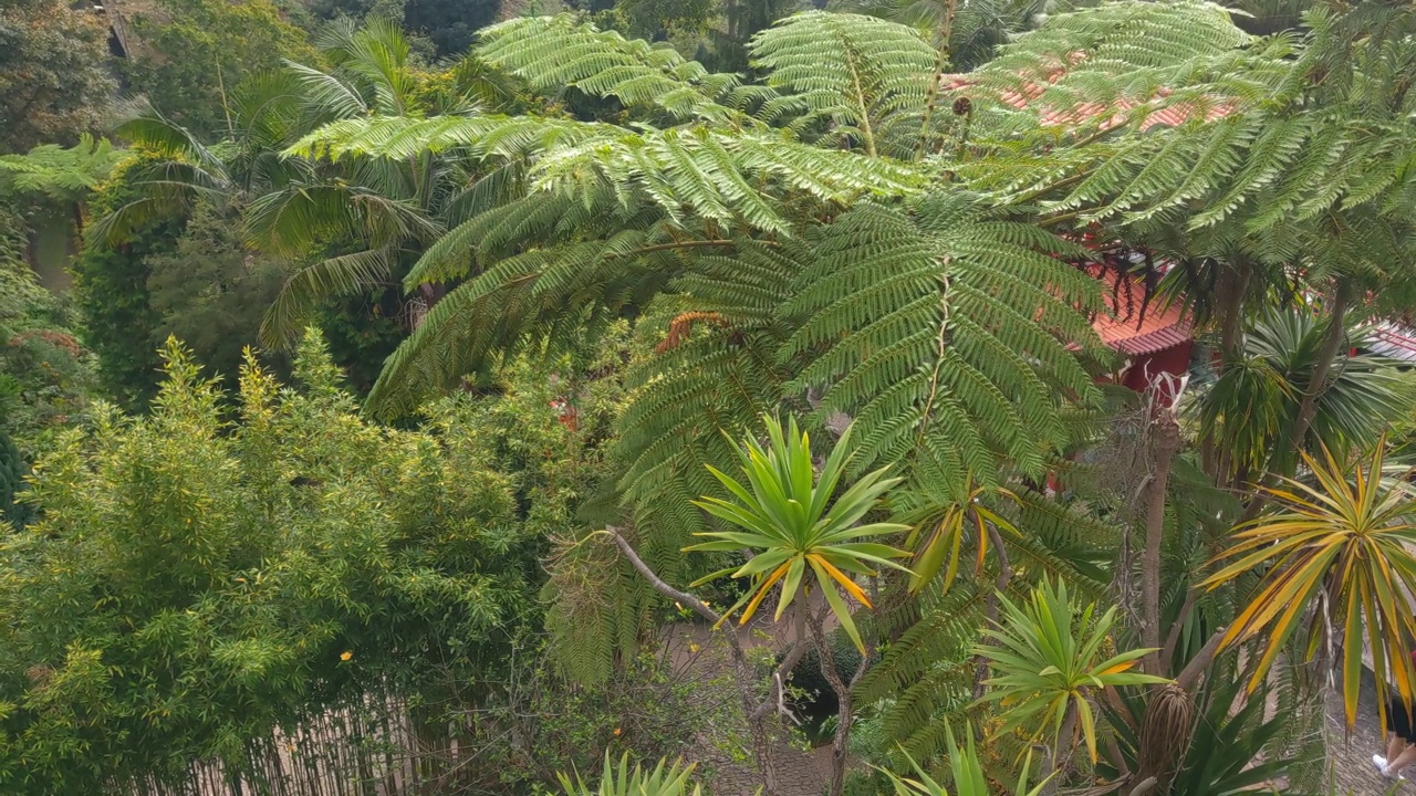 葡萄牙马德拉岛的植物园。丰沙尔的绿色公园和花园视频素材