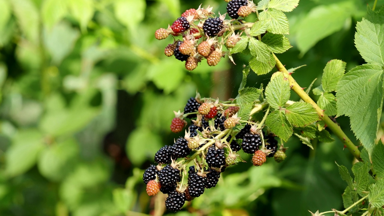 Natural fresh blackberries in a garden in HD VIDEO. Bunch of ripe and unripe blackberry fruit.视频素材