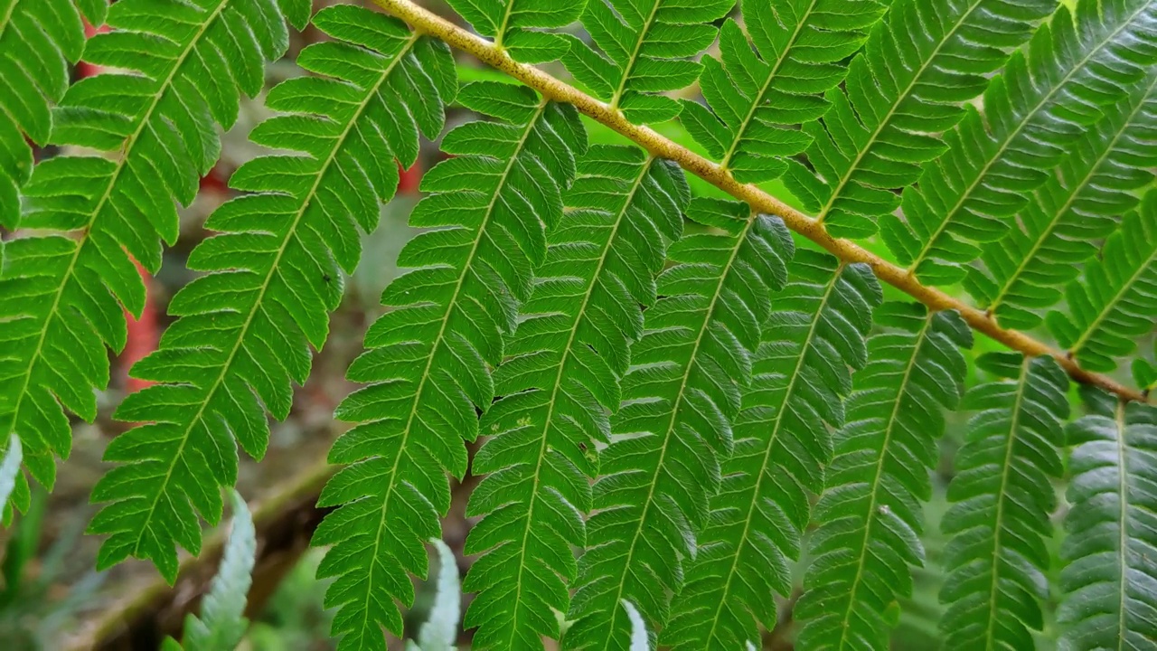 绿色蕨类树叶的特写。蕨类的叶子随风飘动。野生绿色蕨类植物视频素材