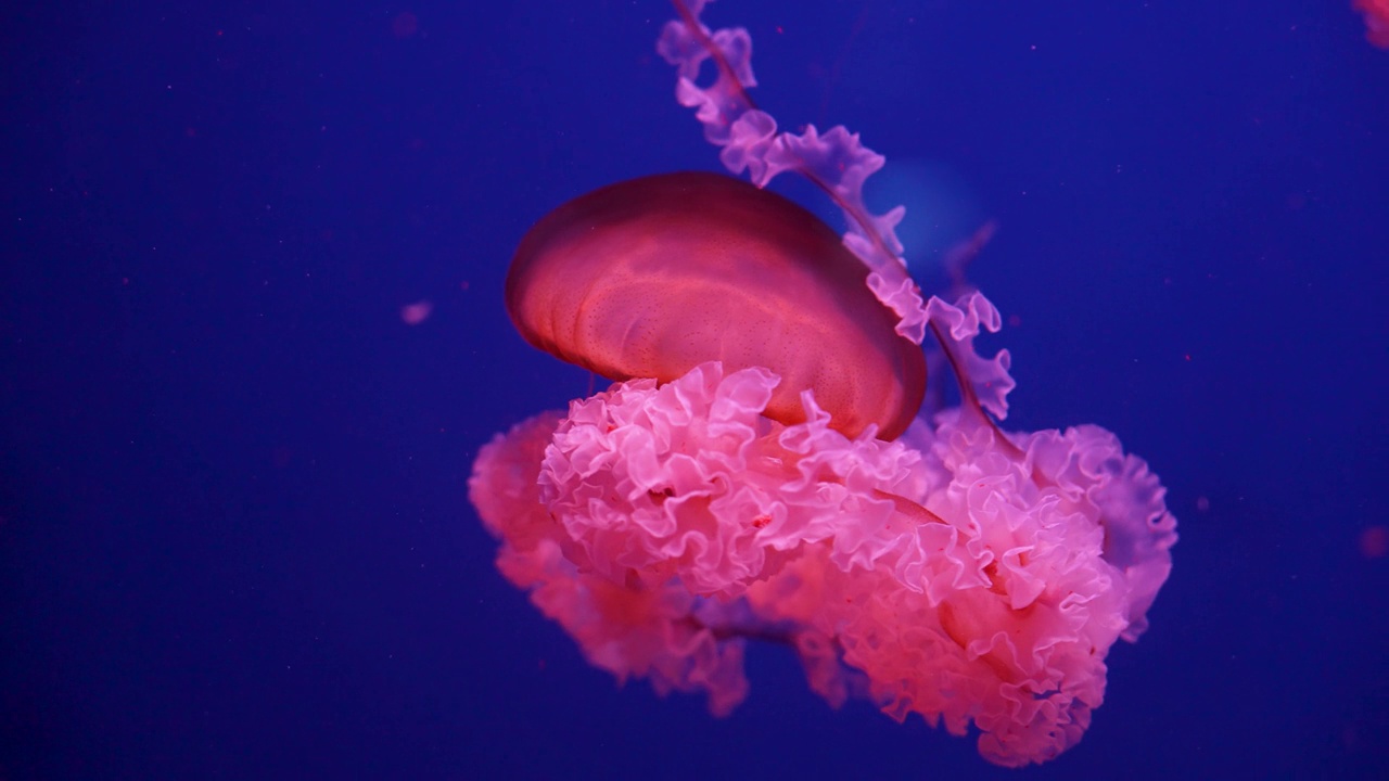 发光的水母在水族馆里游泳视频素材