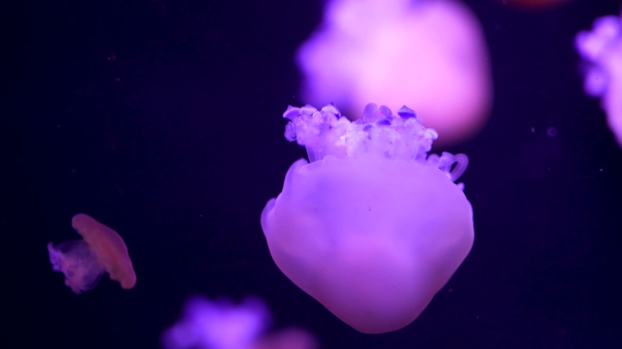 发光的水母在水族馆里游泳视频素材