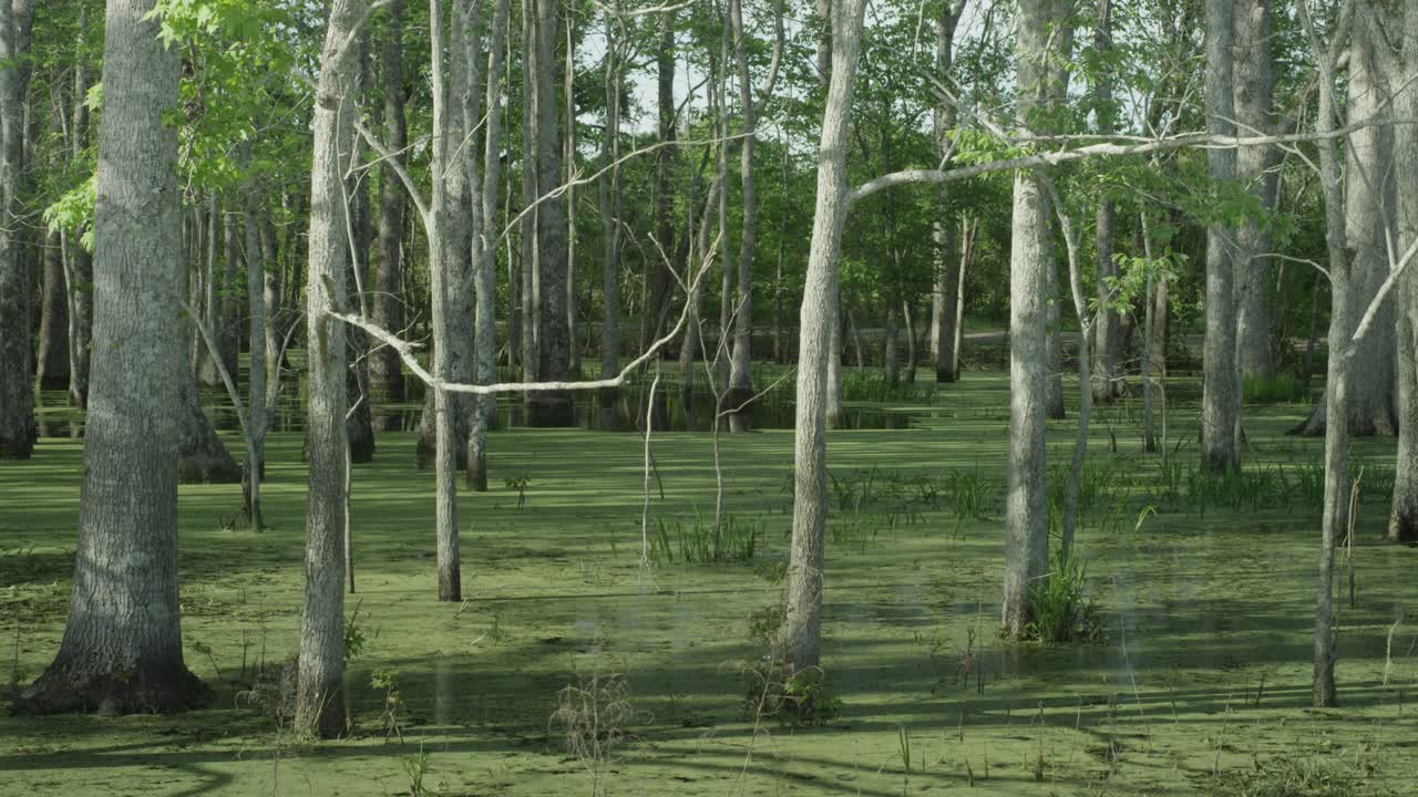 沼泽或沼泽中的小树林或树林的角视频下载